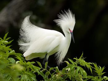 Snowy Egret In Breeding Plumage, Florida screenshot