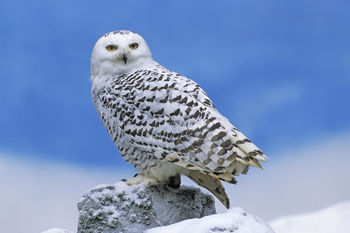 Snowy Owl screenshot