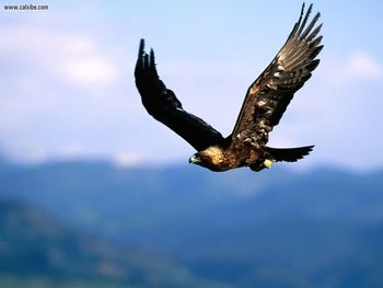 Soaring High Golden Eagle screenshot