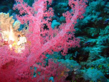 Soft Coral Elphistone Reef screenshot