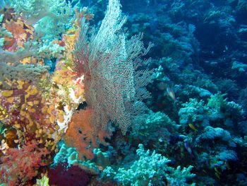 Soft Corals Elphistone Reef screenshot