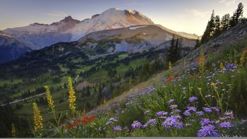 Sourdough Trail Sunset Flowers, Mount Rainier, Washington screenshot