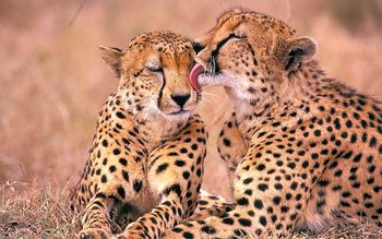 South African Cheetahs screenshot