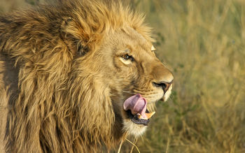 South African Lion screenshot