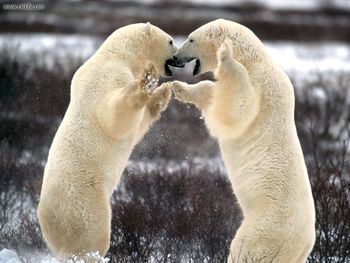 Sparring Polar Bears Churchill Manitoba Canada screenshot