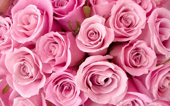 Special Pink Roses screenshot