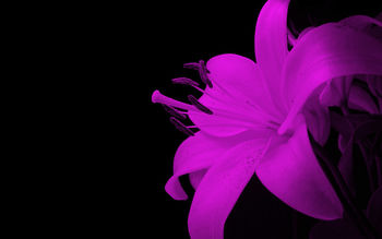 Spectacualr Flower screenshot