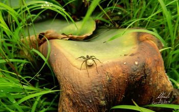 Spider On The Plants screenshot