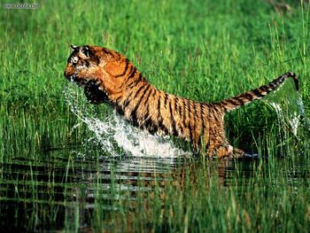 Splash Bengal Tiger screenshot
