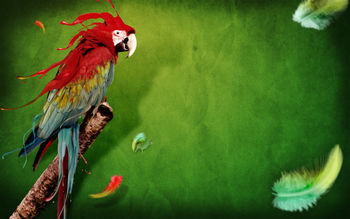 Splash of Parrot screenshot