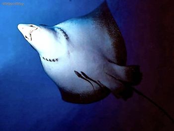 Spotted Eagle Ray screenshot