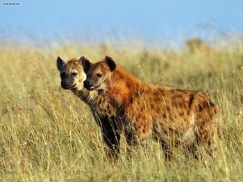 Spotted Hyaenas Masai Mara Kenya screenshot