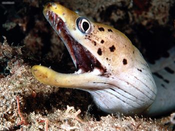 Spotted Moray Eel, Solomon Islands screenshot