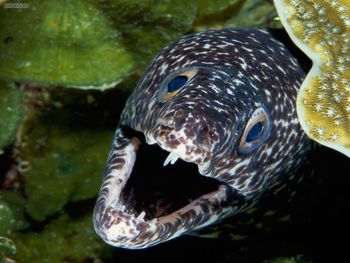 Spotted Moray Eel screenshot