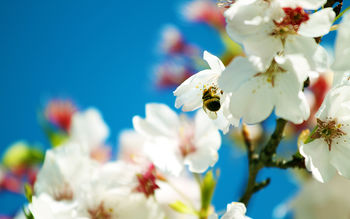 Spring Bee screenshot