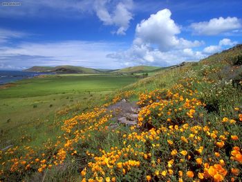 Spring On The Coast California screenshot