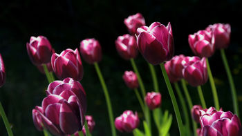 Spring Pink Tulips screenshot