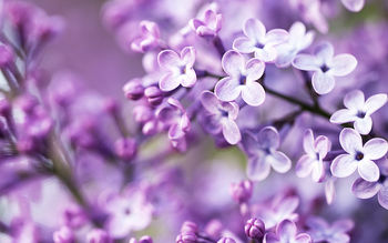 Spring Purple Flowers screenshot
