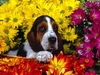 Spring Scents Basset Hound screenshot