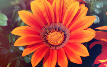 Spring Sunflower screenshot