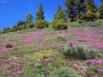 Spring Time Sierra Nevada Foothills California screenshot