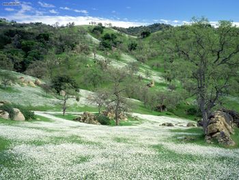 Spring Wildflowers And Oak Covered Hills Kern County California screenshot