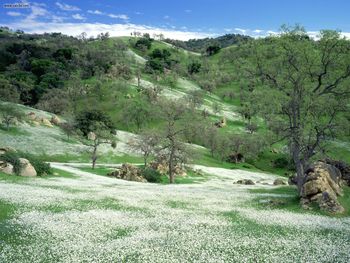 Spring Wildflowers And Oak Covered Hills Kern County California screenshot