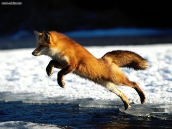 Springing Into Action Red Fox screenshot