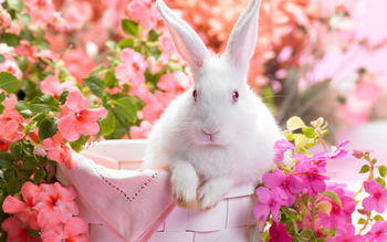 Springtime Hare screenshot