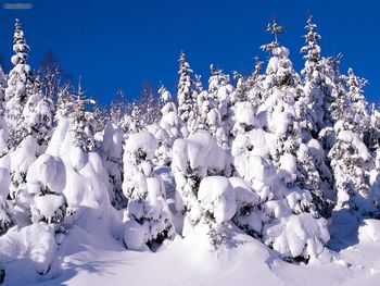 Spruce Trees Covered In Snow Canada screenshot