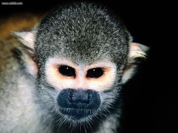 Squirrel Monkey screenshot