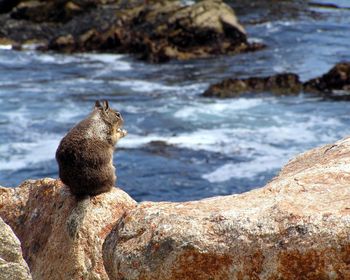 Squirrel On A Rock screenshot