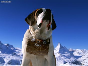 St Bernard Matterhorn Zermatt Valais Switzerland screenshot