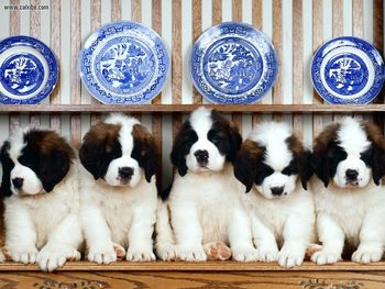 St Bernard Puppies screenshot