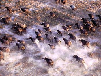 Stampede African Cape Buffalo Herd screenshot