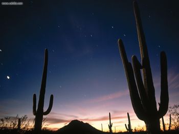 Star Trails Saguaro National Park Arizona screenshot