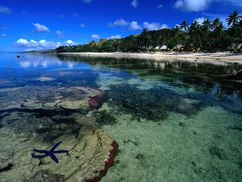 Starfish Along the Coral Coast Beach screenshot