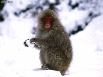 Starting A Snowball Fight Japanese Snow Monkey screenshot