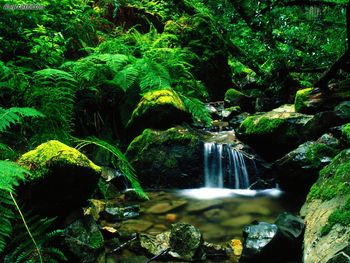 Steep Ravine Mount Tamalpais State Park California screenshot