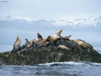 Steller Sea Lions Alaska screenshot