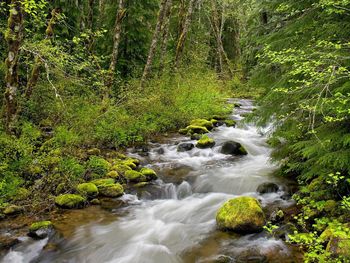 Still Creek, Mount Hood National Forest, Oregon screenshot