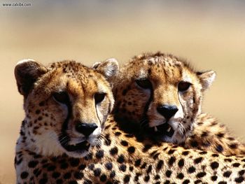 Strategic Planning Cheetah Pair screenshot