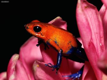 Strawberry Poison Frog screenshot