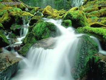 Stream Below Proxy Falls screenshot