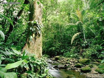 Stream In Tropical Forest screenshot