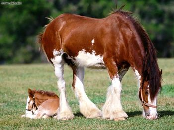 Strength Personified Clydesdale Mare And Foal screenshot
