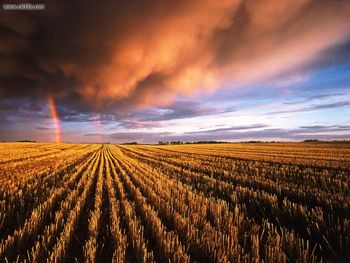 Stubble Field Saskatchewan Canada screenshot