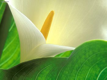 Study Of Light And Form Calla Lily screenshot