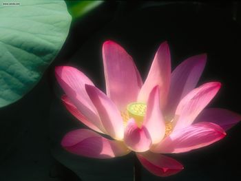 Stunning Water Lily screenshot