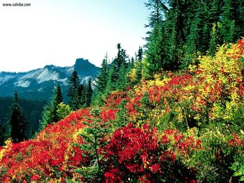 Subalpine Meadowsat Paradise Mt Rainier Washington screenshot